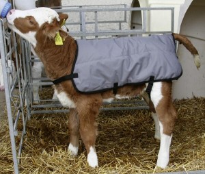 Okrycie dla cieląt, 70 cm VV14155