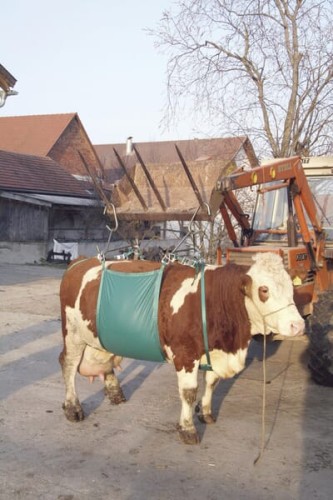 Podnośnik temblakowy dla bydła VV1049 - Intertraktor
