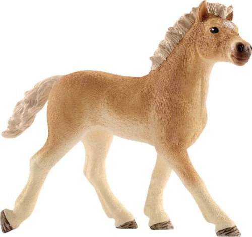 Źrebię Haflinger 13814SCH - Intertraktor