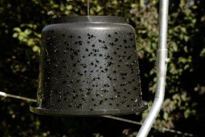 Klej na muchy końskie TaonX 500g  3211637