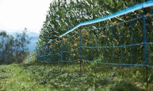 Taśma sygnalizacyjna do siatki Wildnet, niebieska 250 m 27240