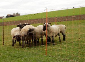 Siatka dla owiec TopLine Net, 50m, 90 cm, poj. szpic, biało-pomarańczowa, Kerbl