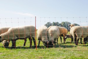 Siatka dla owiec TopLine Net, 50m, 108 cm, poj. szpic, biało-pomarańczowa, Kerbl